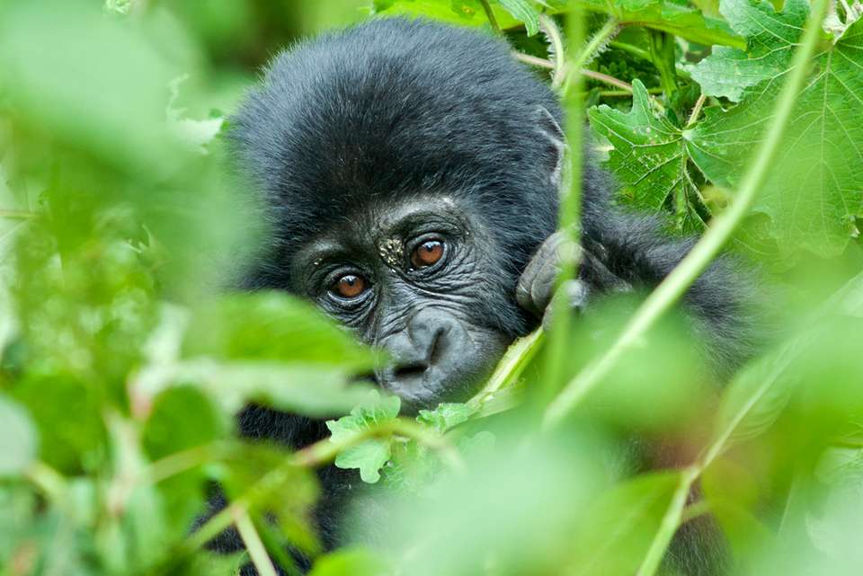 Gorillas & East Africa Safari - Intrepid Travel - Rwanda