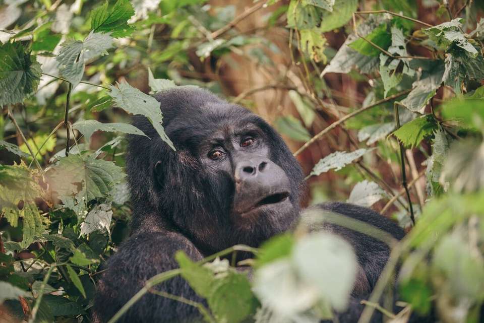 Gorillas & East Africa Safari - Intrepid Travel - Rwanda