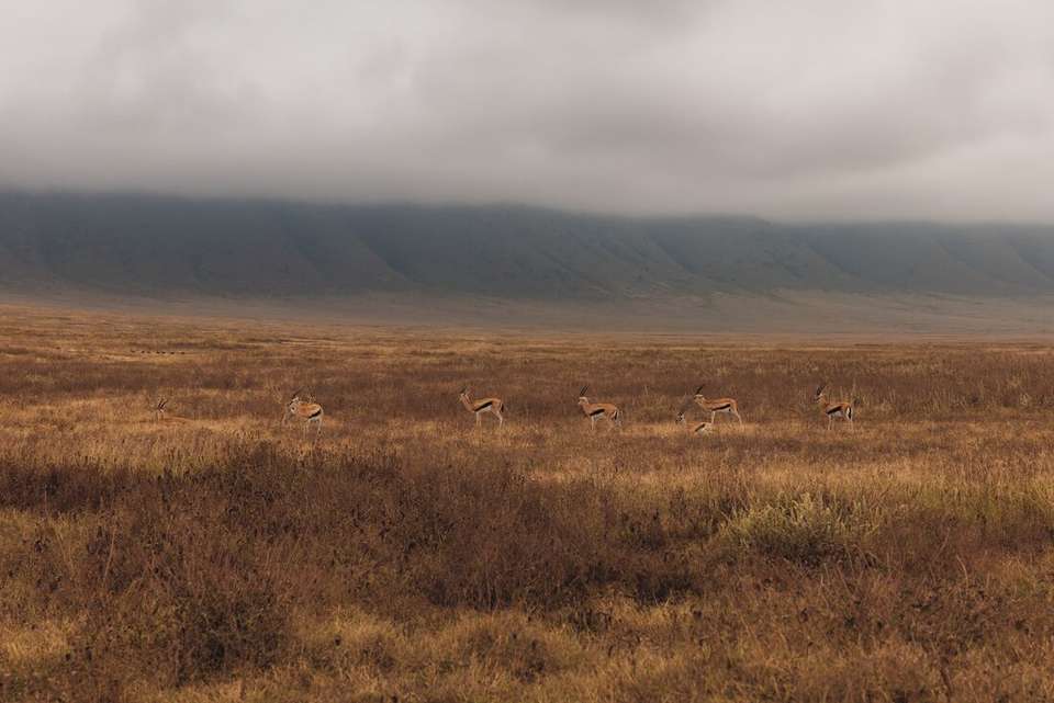 Gorillas & East Africa Safari - Intrepid Travel - Rwanda