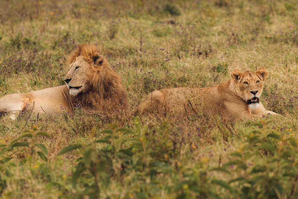 Gorillas & East Africa Safari - Intrepid Travel - Rwanda