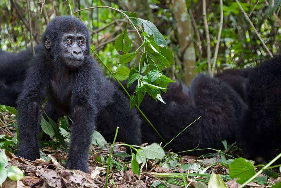 Gorillas & Game Parks - Intrepid Travel - Kenya - Image 16