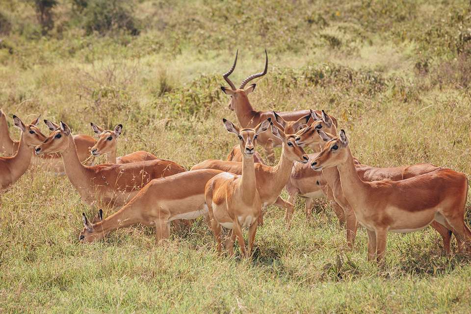 Gorillas & Game Parks - Intrepid Travel - Kenya - Image 14