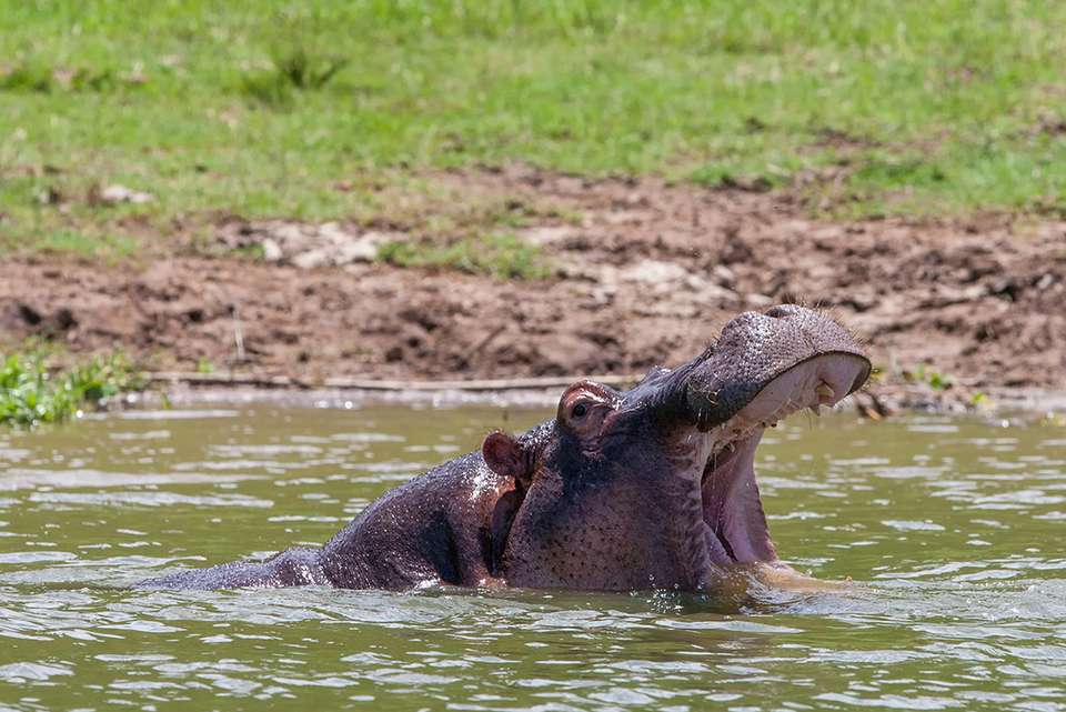 Gorillas & Game Parks - Intrepid Travel - Kenya - Image 13