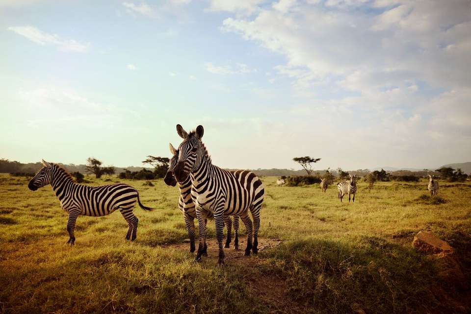 Gorillas & Game Parks - Intrepid Travel - Kenya - Image 4