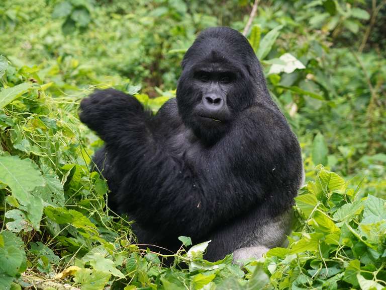 Africa Wildlife safaris and game drives Tour: Gorillas & Masai Mara - Camping