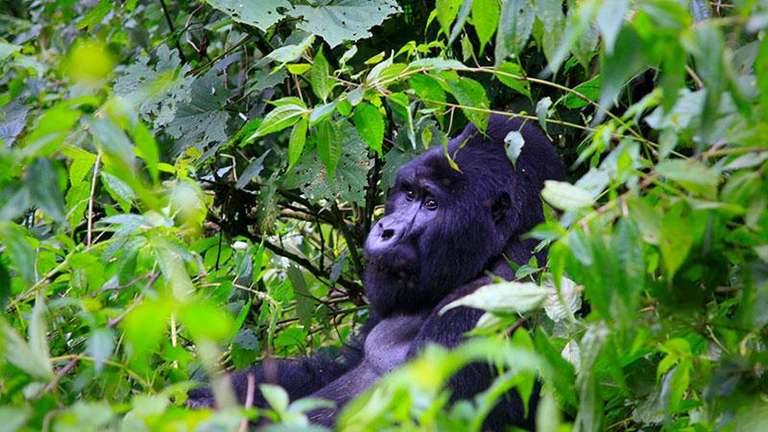 Gorillas & Plains - 15 days