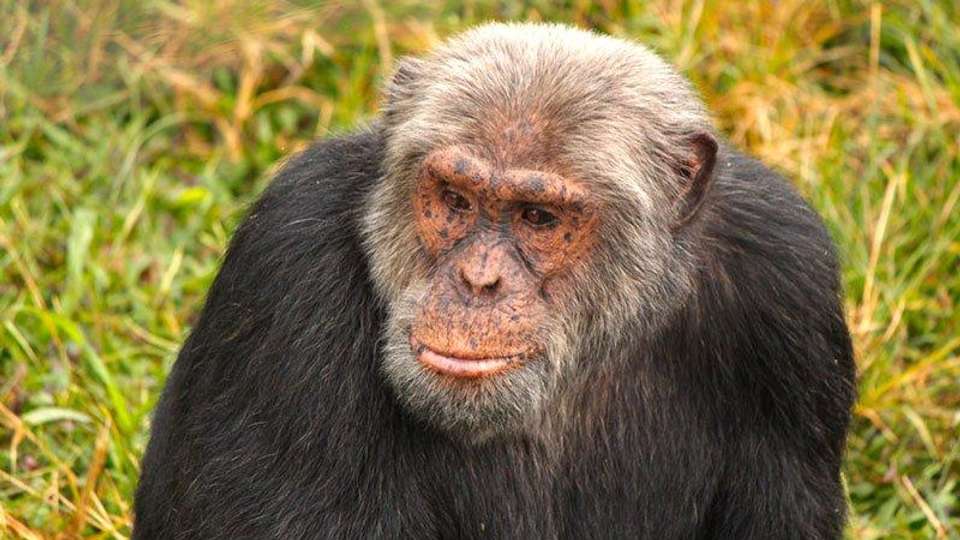 Gorillas & Plains - Encounters Travel - Kenya - Image 5