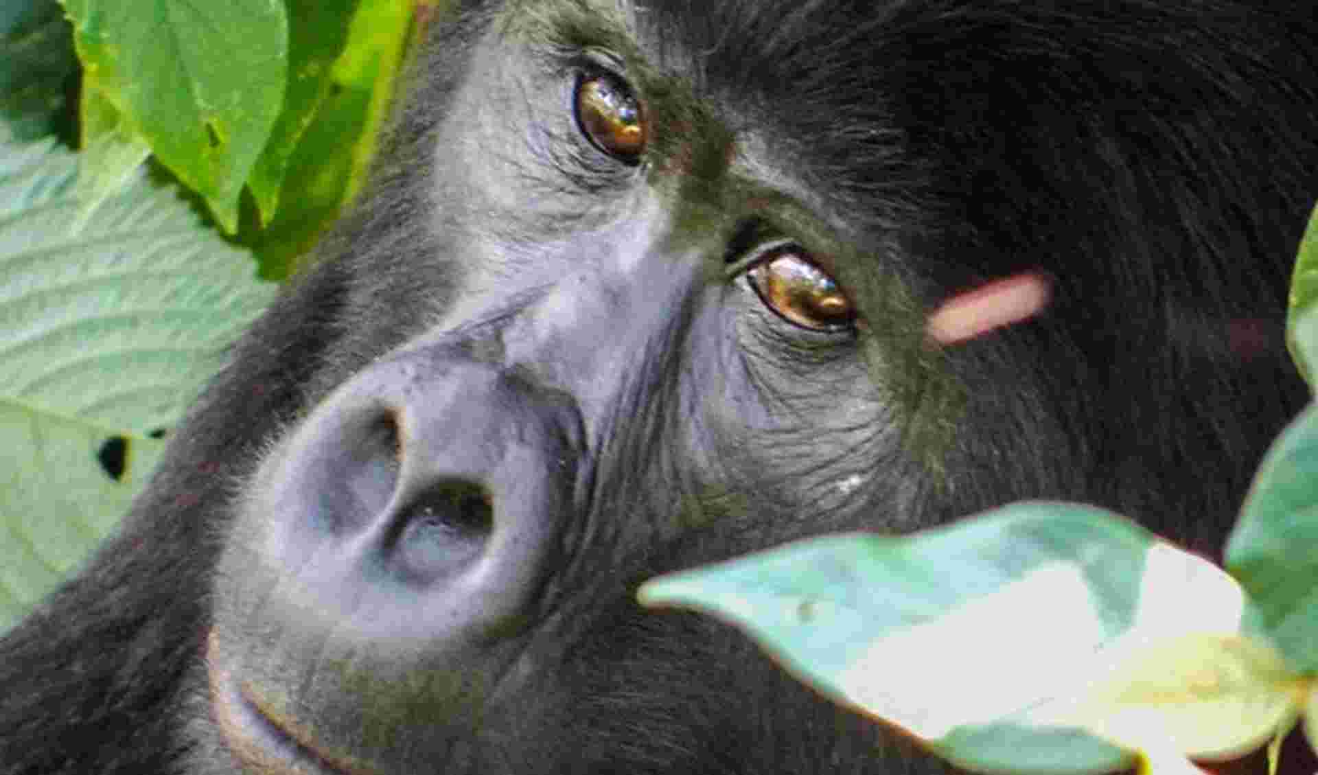 Gorillas & Volcanoes Safari 6D/5N