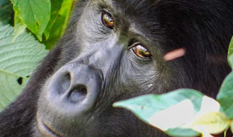 Uganda Tours for Young Adults: Gorillas & Volcanoes Safari 6D/5N