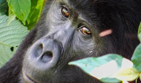 Uganda Tours For Young Adults: Gorillas & Volcanoes Safari 6d/5n
