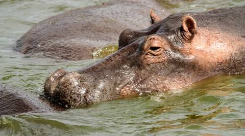 Gorilla And Chimpanzee Tracking Tour: 5 Days Gorillas & Wildlife In Uganda