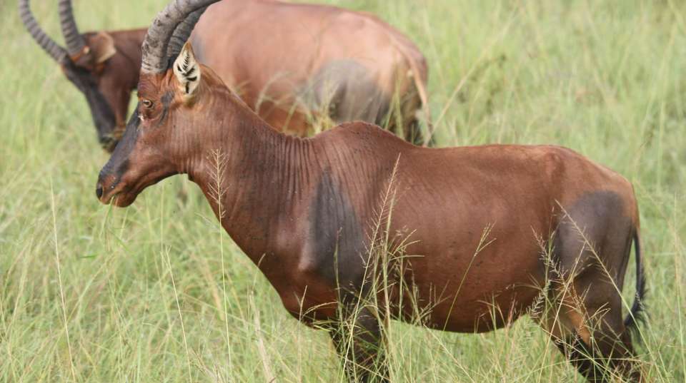 5 days Gorillas & Wildlife in Uganda - Primate World Safaris (u) Ltd - Uganda - Image 2