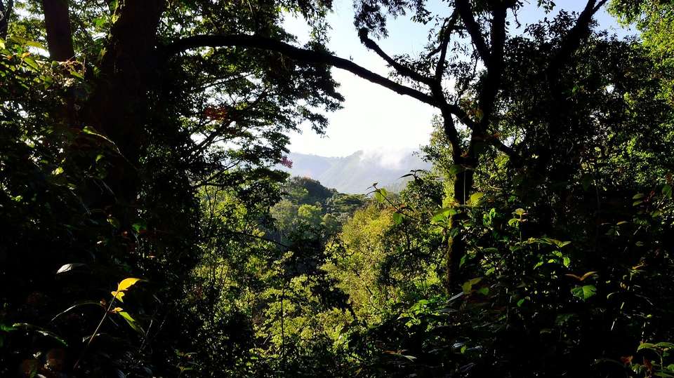 5 days Gorillas & Wildlife in Uganda - Primate World Safaris (u) Ltd - Uganda - Image 3