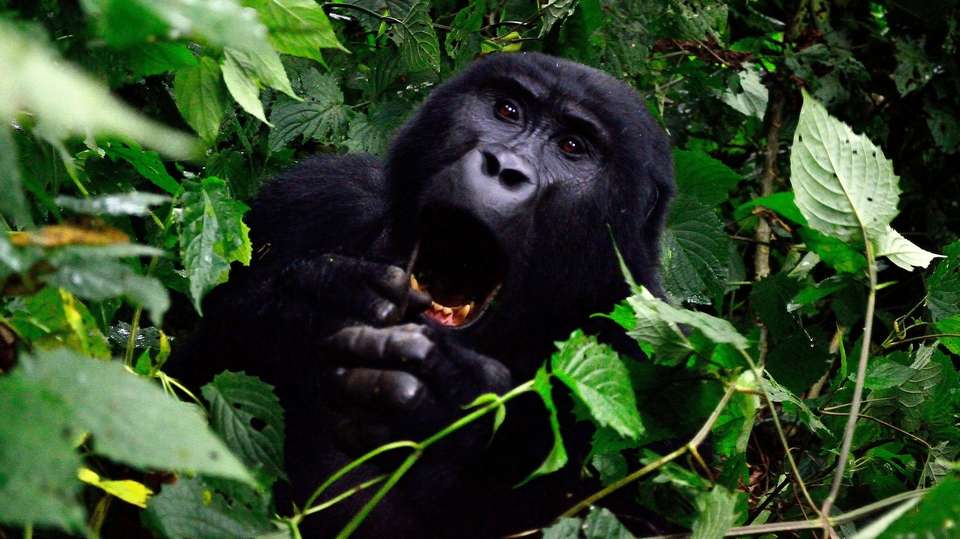 5 days Gorillas & Wildlife in Uganda - Primate World Safaris (u) Ltd - Uganda - Image 4