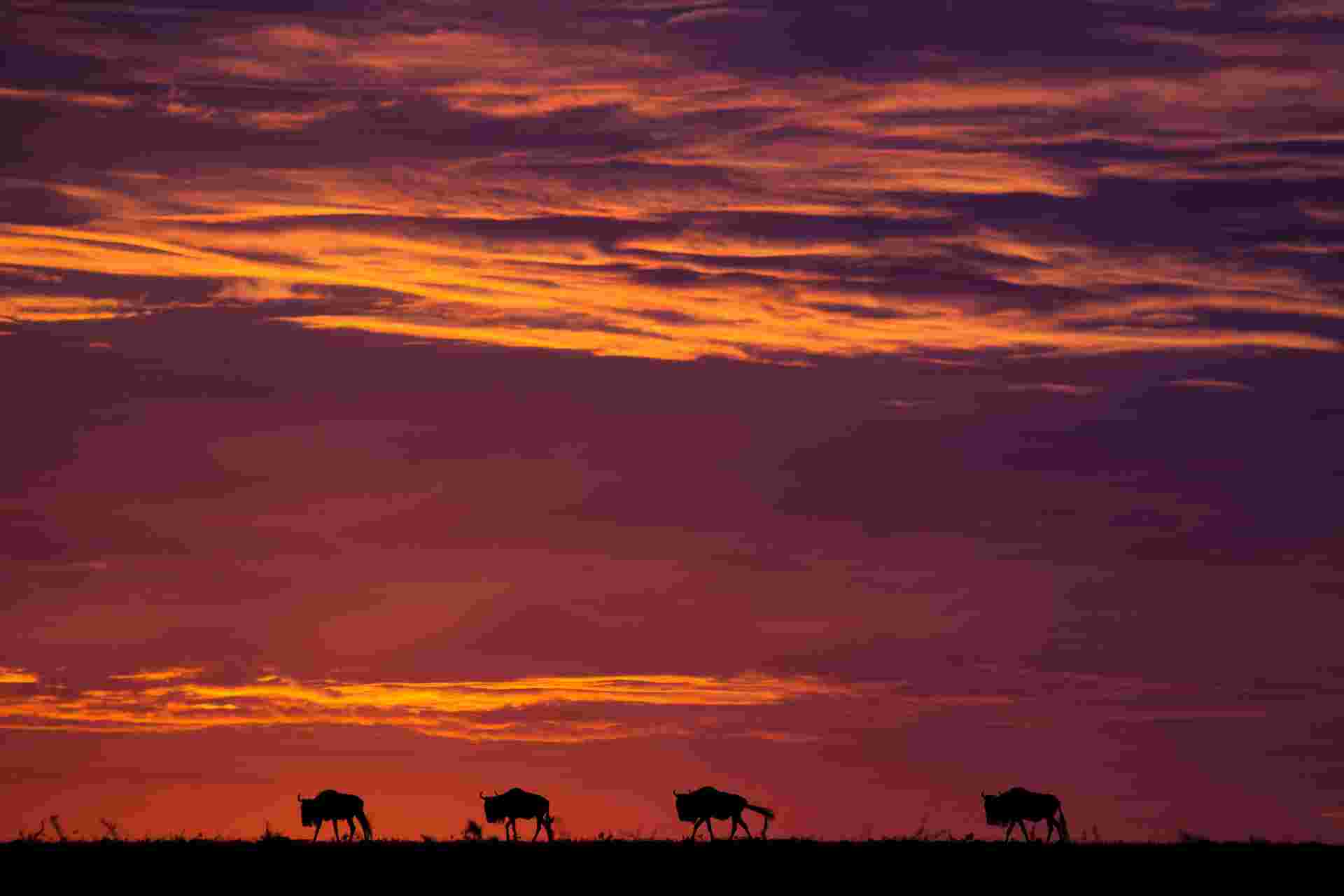 Gorillas & Masai Mara - Camping