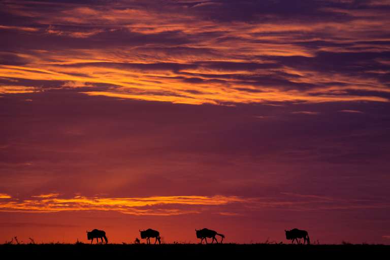 Gorillas & Masai Mara - Camping