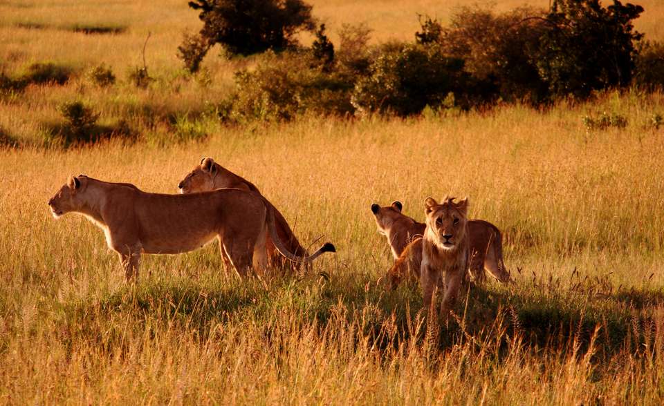 Gorillas & Masai Mara - Camping - Exodus Adventure Travels - Kenya