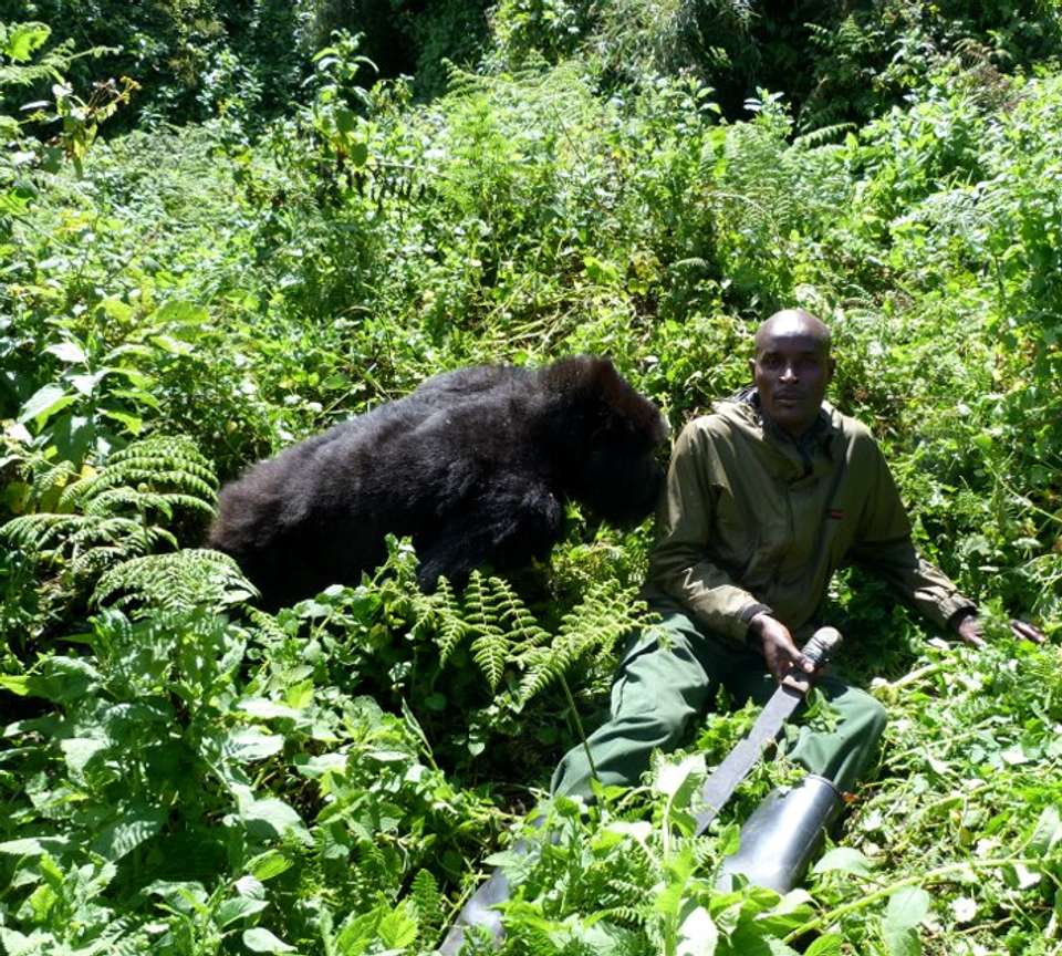 Gorillas & Masai Mara - Camping - Exodus Adventure Travels - Kenya