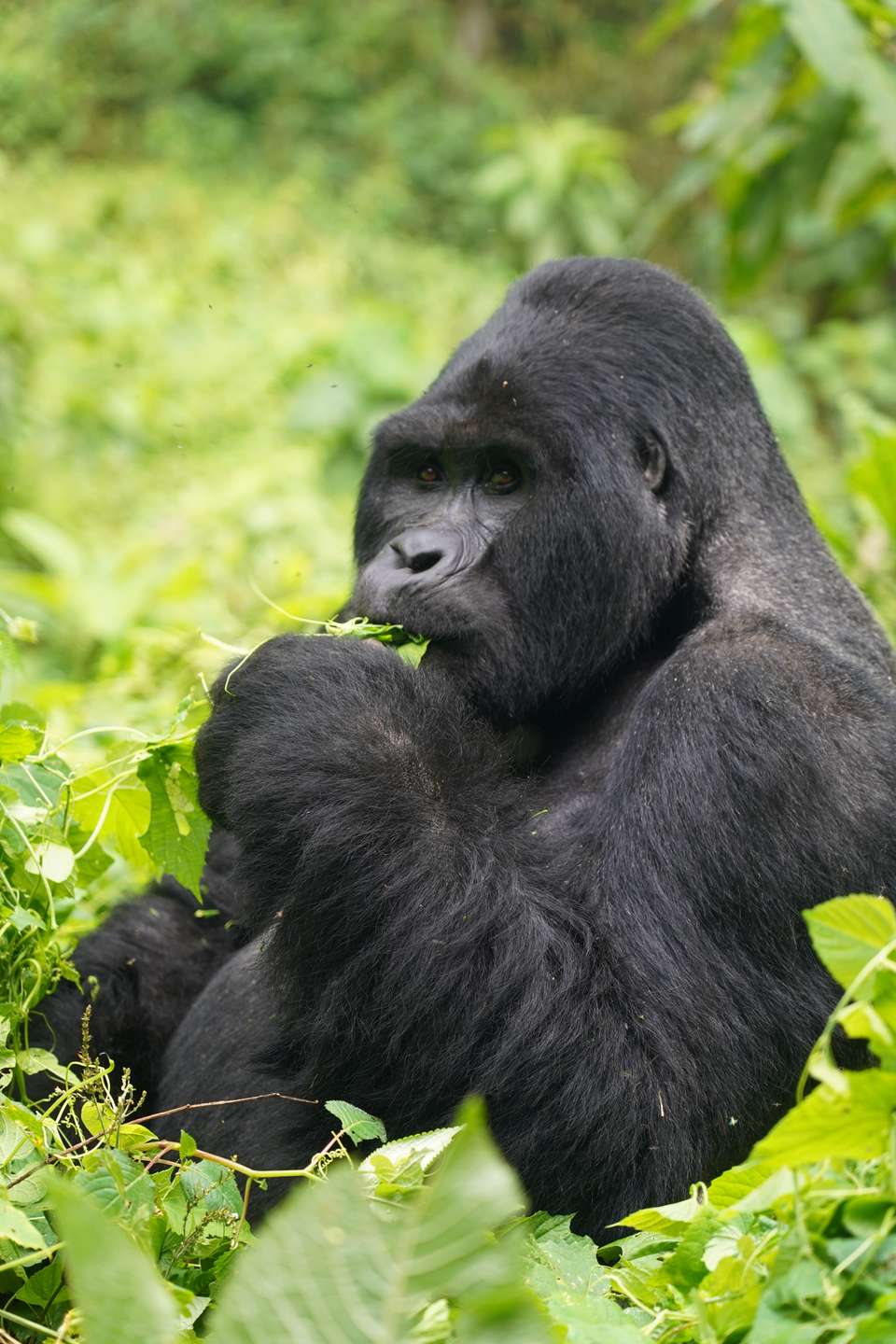 Gorillas & Masai Mara - Camping - Exodus Adventure Travels - Kenya