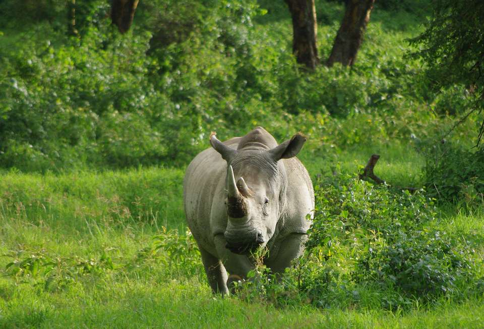 Gorillas & Masai Mara - Camping - Exodus Adventure Travels - Kenya
