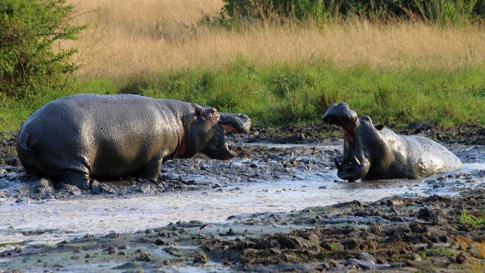 Gorillas & Masai Mara - Camping - Exodus Adventure Travels - Kenya
