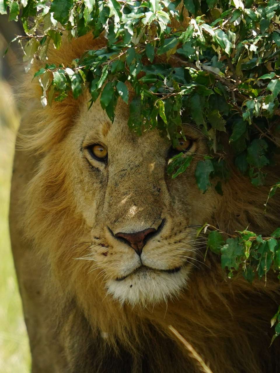 Gorillas & Masai Mara - Camping - Exodus Adventure Travels - Kenya