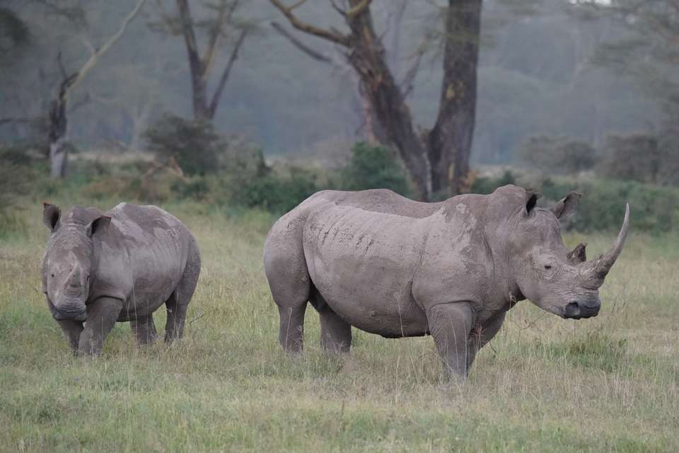 Gorillas & Masai Mara - Camping - Exodus Adventure Travels - Kenya