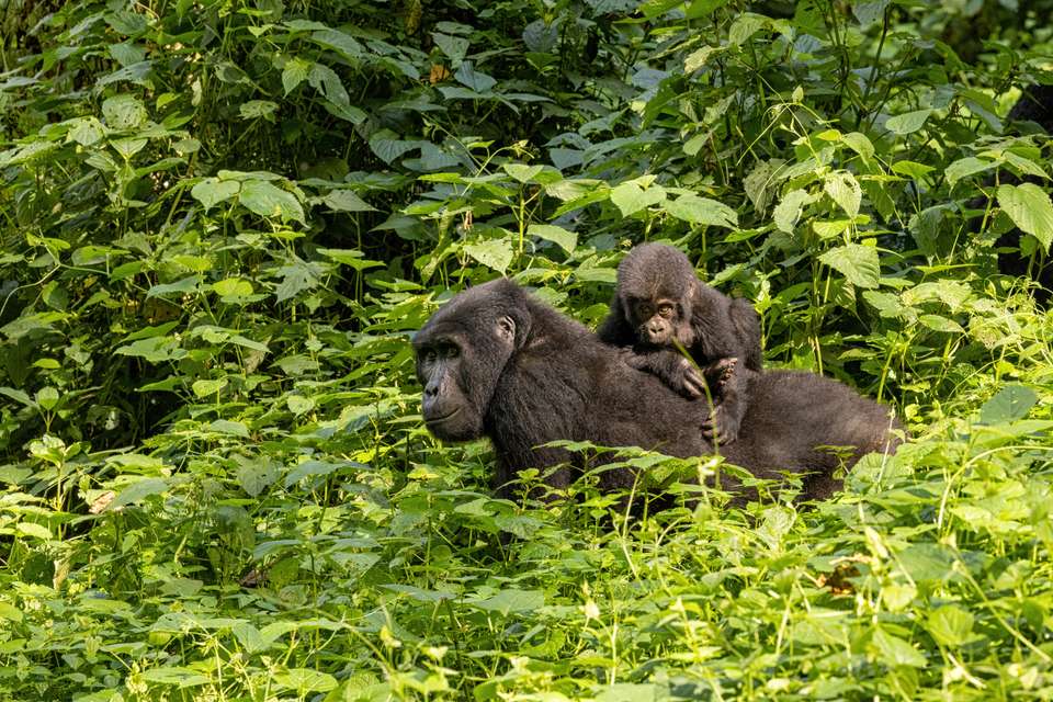 Gorillas & Masai Mara - Camping - Exodus Adventure Travels - Kenya - Image 18