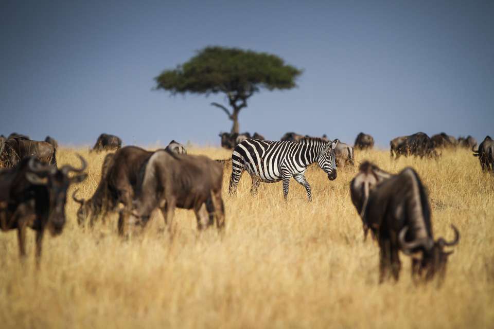 Gorillas & Masai Mara - Camping - Exodus Adventure Travels - Kenya - Image 17