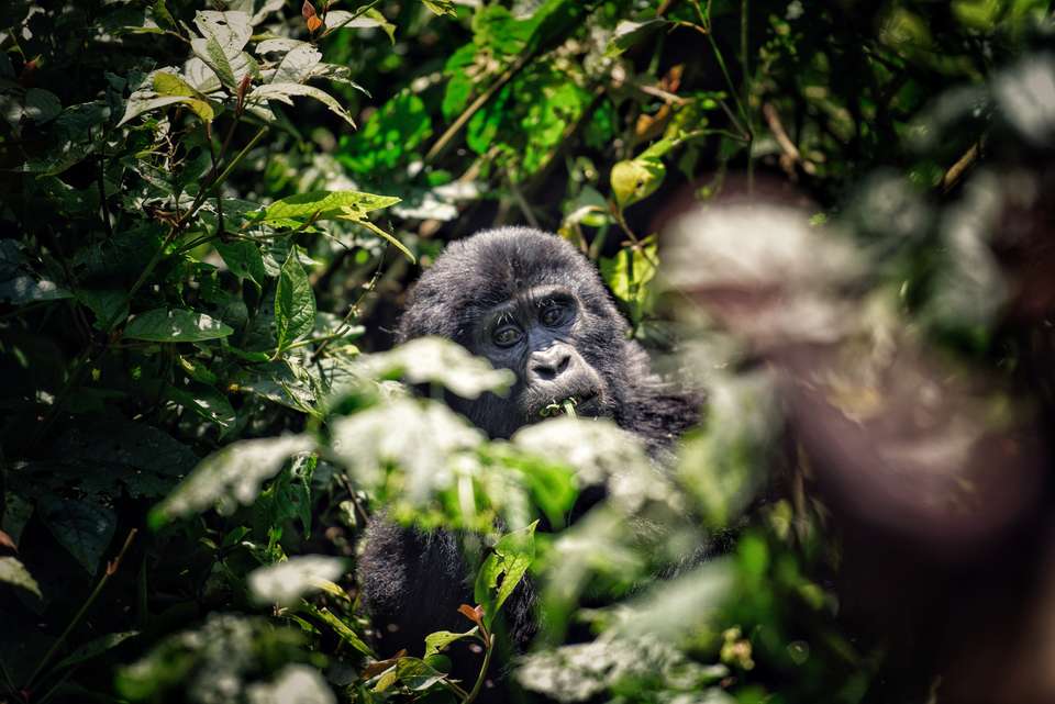 Gorillas & Masai Mara - Camping - Exodus Adventure Travels - Kenya - Image 15