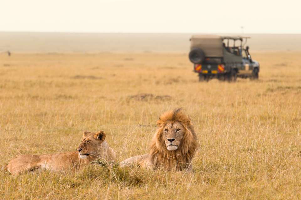 Gorillas & Masai Mara - Camping - Exodus Adventure Travels - Kenya - Image 14