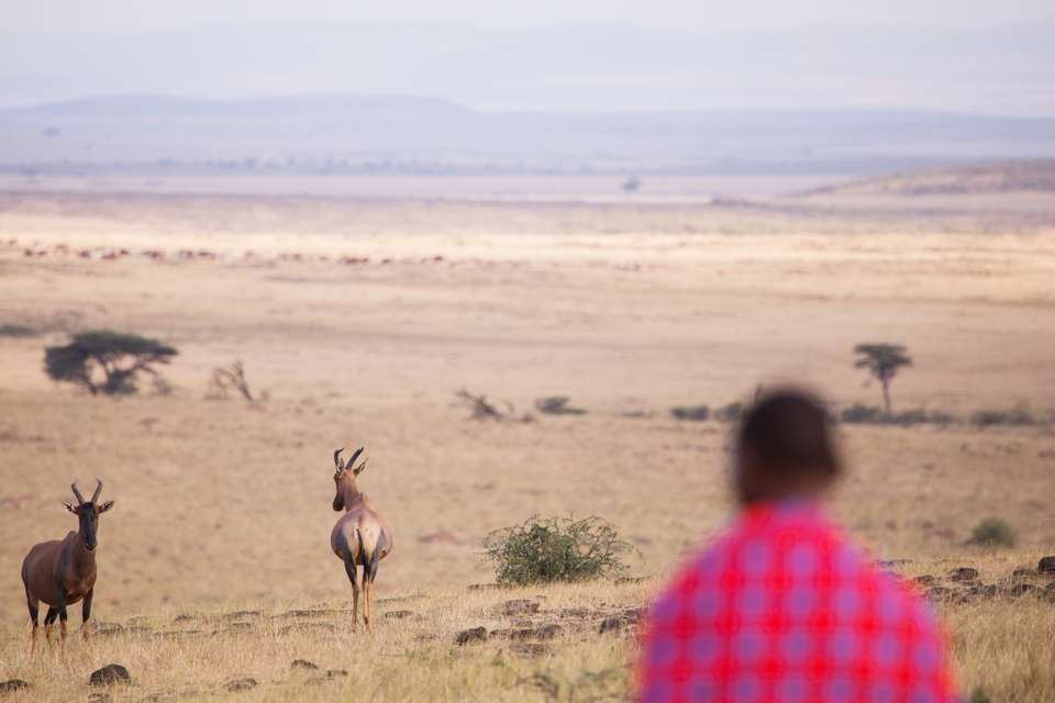 Gorillas & Masai Mara - Camping - Exodus Adventure Travels - Kenya - Image 13
