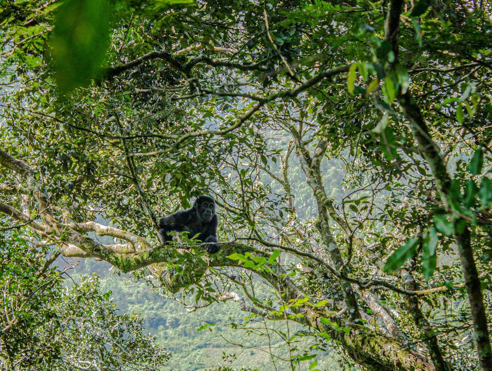 Gorillas & Masai Mara - Camping - Exodus Adventure Travels - Kenya - Image 2