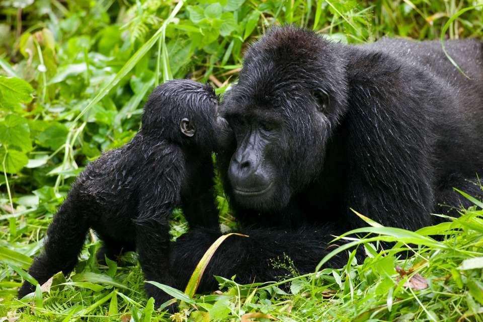 Gorillas & Masai Mara - Camping - Exodus Adventure Travels - Kenya - Image 12