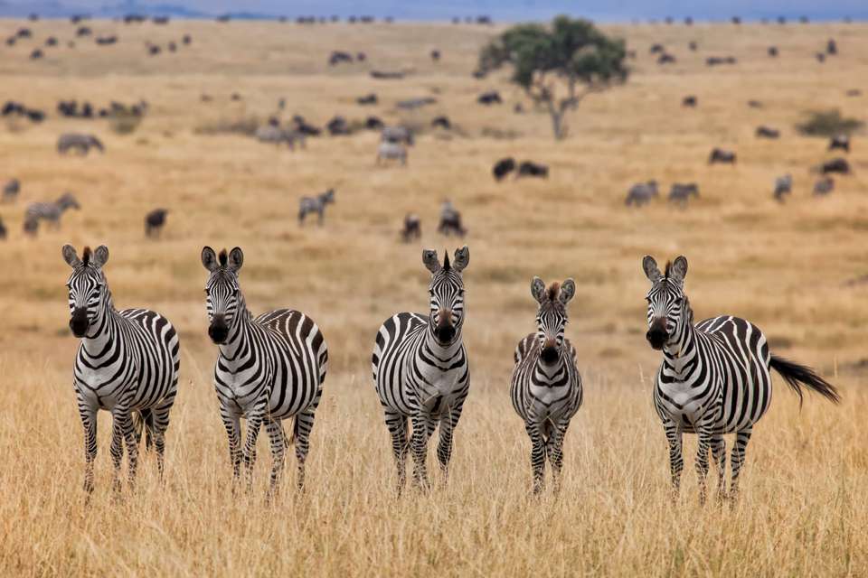Gorillas & Masai Mara - Camping - Exodus Adventure Travels - Kenya - Image 10