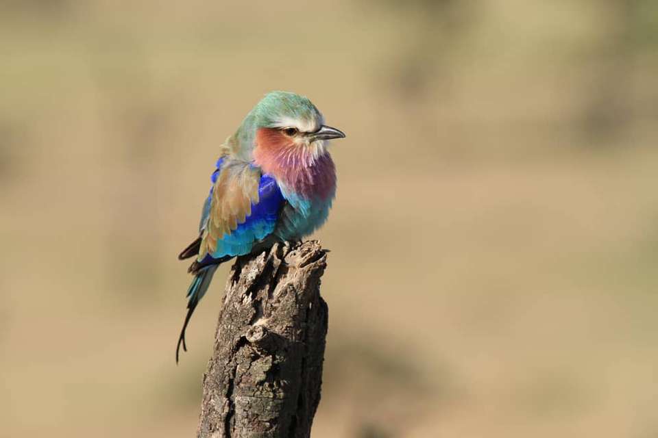 Gorillas & Masai Mara - Camping - Exodus Adventure Travels - Kenya - Image 9