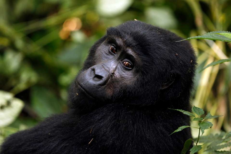 Gorillas & Masai Mara - Camping - Exodus Adventure Travels - Kenya - Image 8