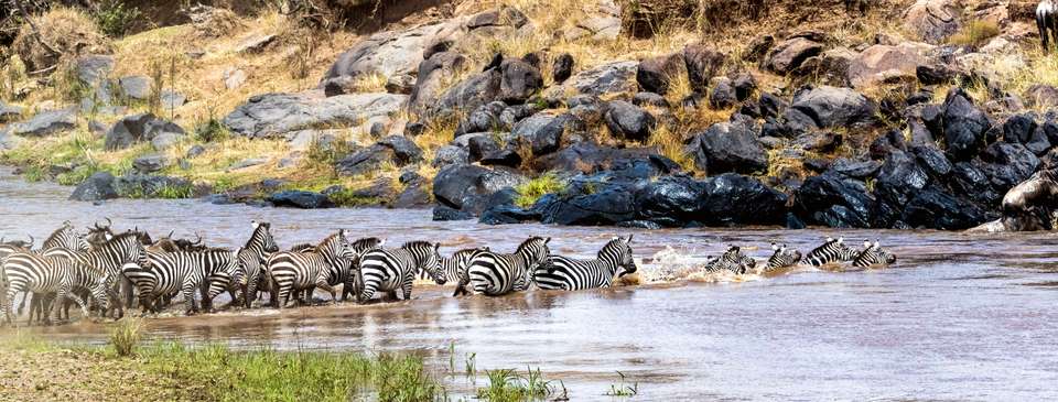 Gorillas & Masai Mara - Camping - Exodus Adventure Travels - Kenya - Image 7
