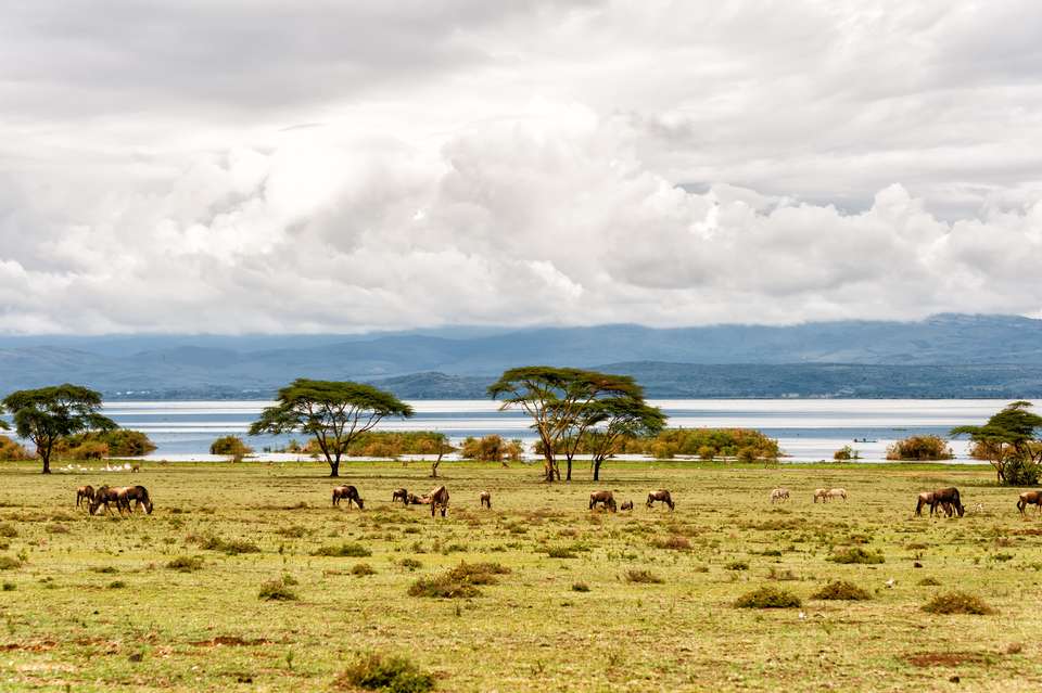 Gorillas & Masai Mara - Camping - Exodus Adventure Travels - Kenya - Image 6