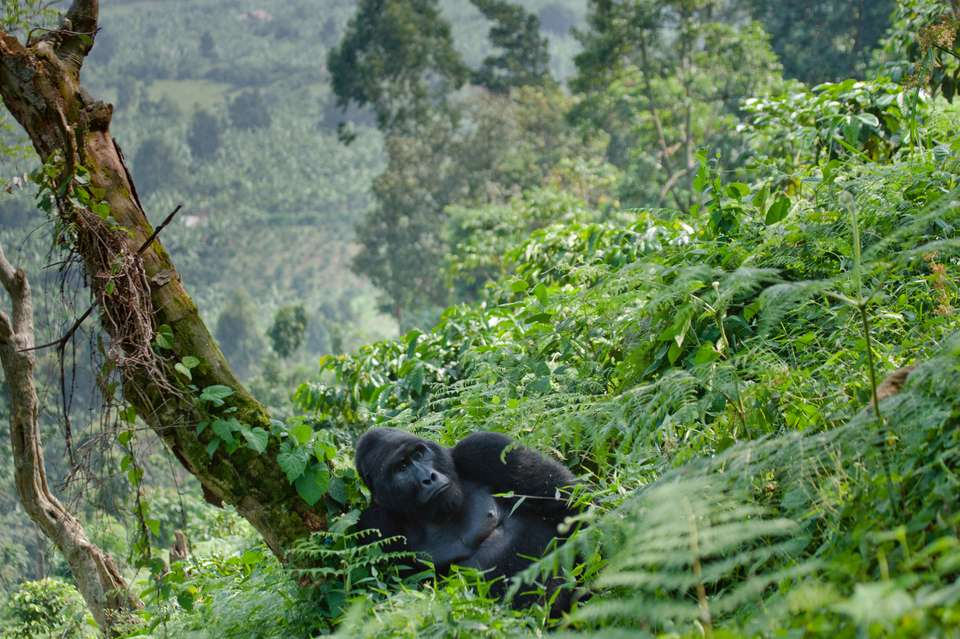 Gorillas & Masai Mara - Camping - Exodus Adventure Travels - Kenya - Image 3