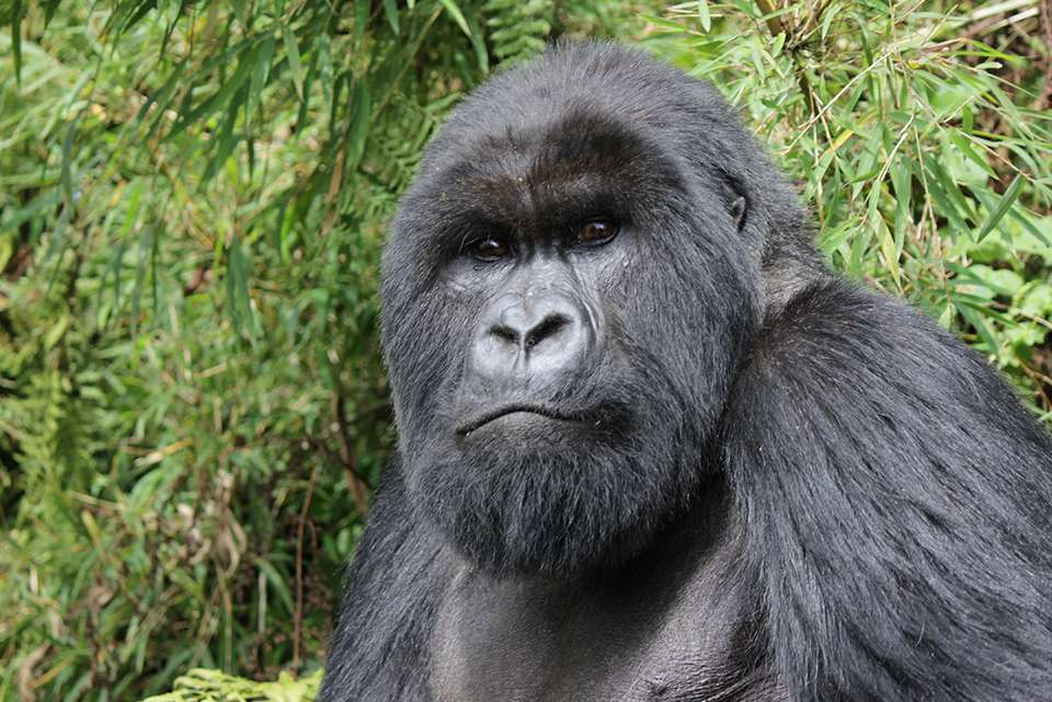 Gorillas, Game Parks & Beaches - Intrepid Travel - Kenya - Image 1