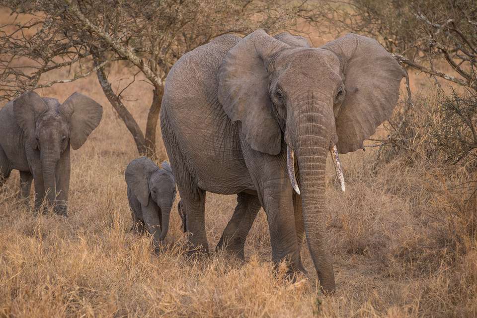 Gorillas, Game Parks & Beaches - Intrepid Travel - Kenya - Image 20