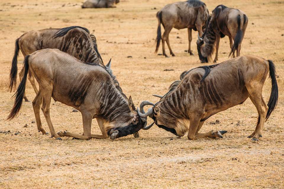 Gorillas, Game Parks & Beaches - Intrepid Travel - Kenya - Image 13
