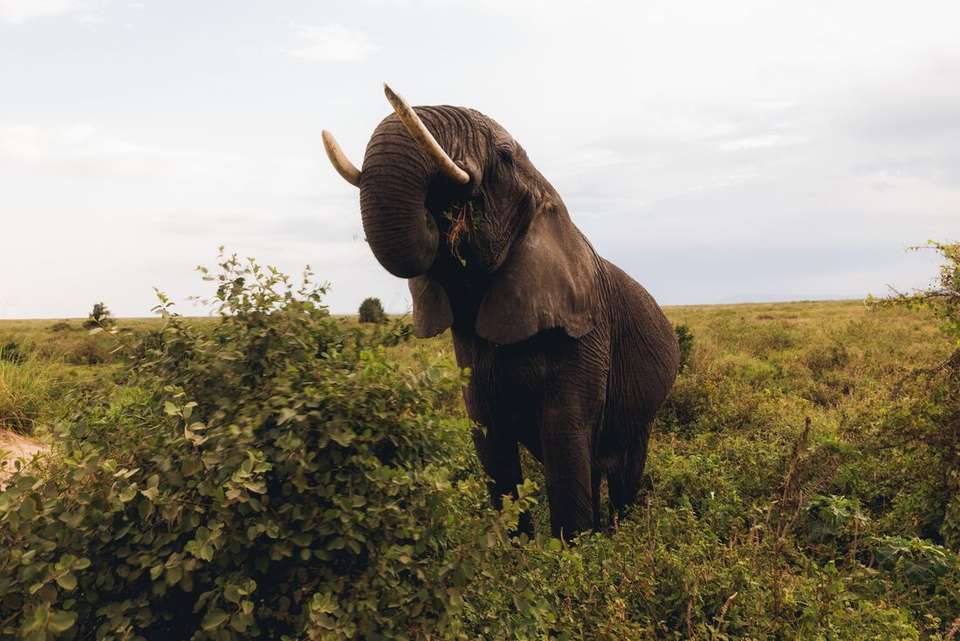 Gorillas, Game Parks & Beaches - Intrepid Travel - Kenya - Image 10
