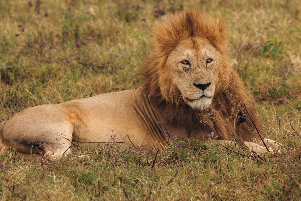 Gorillas, Game Parks & Beaches - Intrepid Travel - Kenya - Image 8