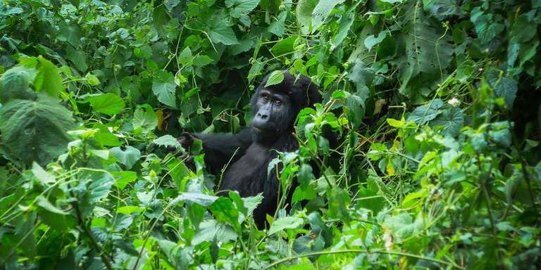 Uganda Explorer Tour: Gorillas of Uganda Overland Safari & Participation Camping