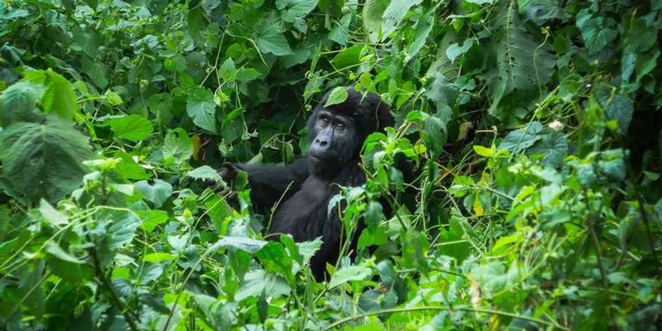 Gorillas of Uganda Overland Safari & Participation Camping - G Adventures - Uganda - Image 1