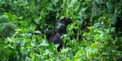 Gorillas Of Uganda Overland Safari & Participation Camping - January 2027
