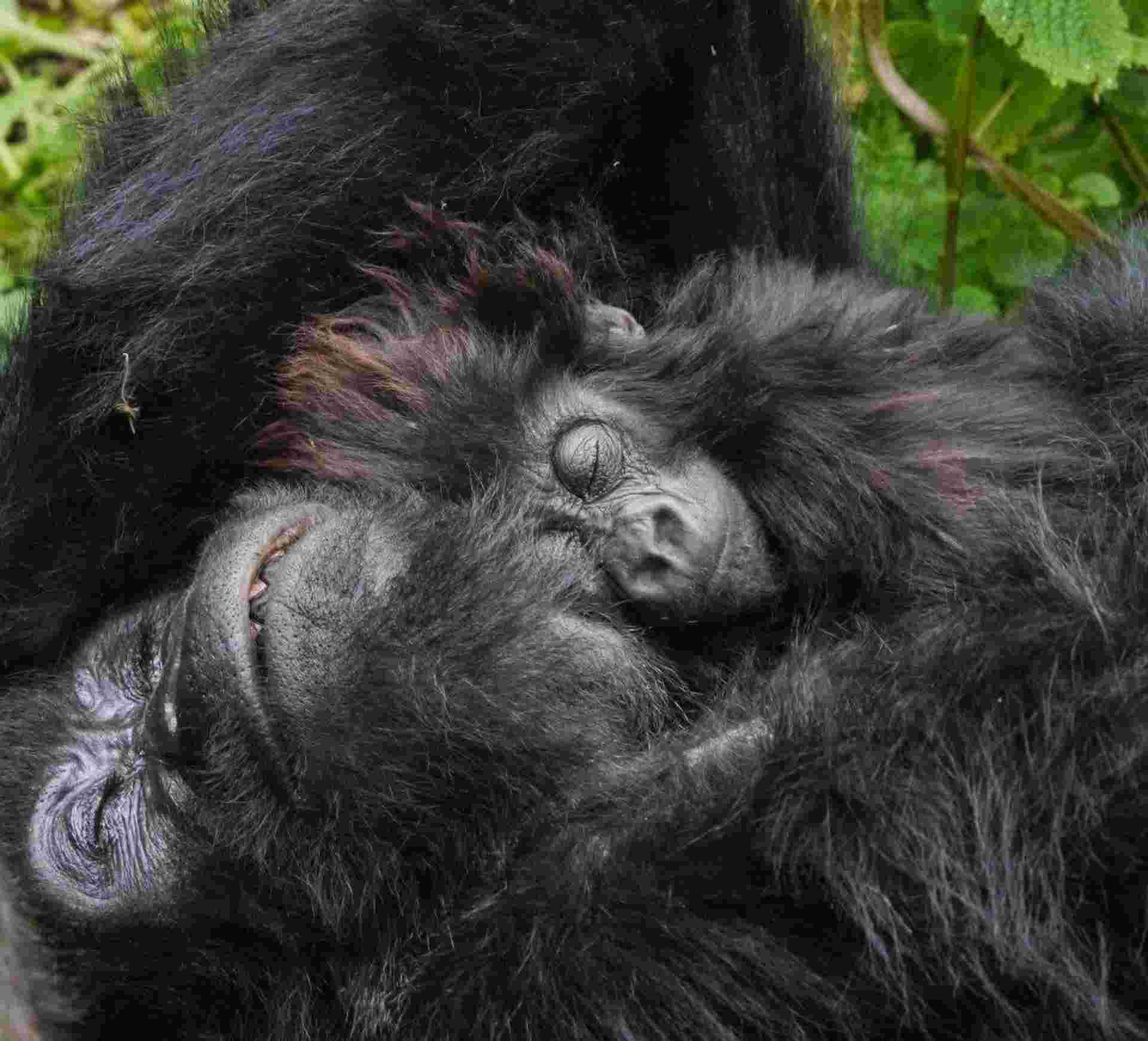 Gorillas Through The Mist, 4 Days - Bisate Lodge (on Request)
