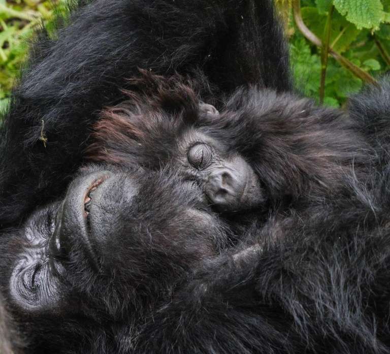 Gorillas Through The Mist, 4 Days - Bisate Lodge (on Request) - November 2025